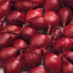 cipolla rossa red baron